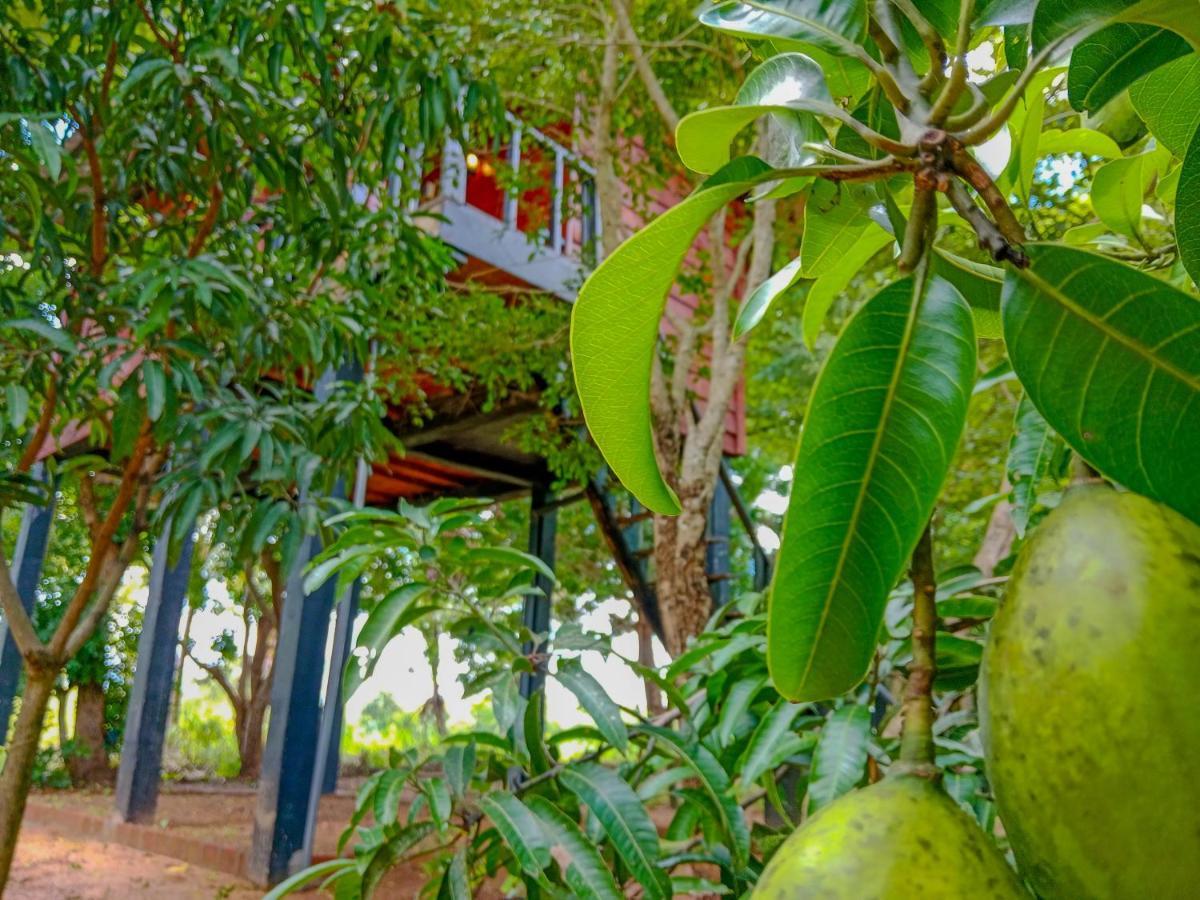 Ceylon Amigos Eco Resort สิกิริยา ภายนอก รูปภาพ