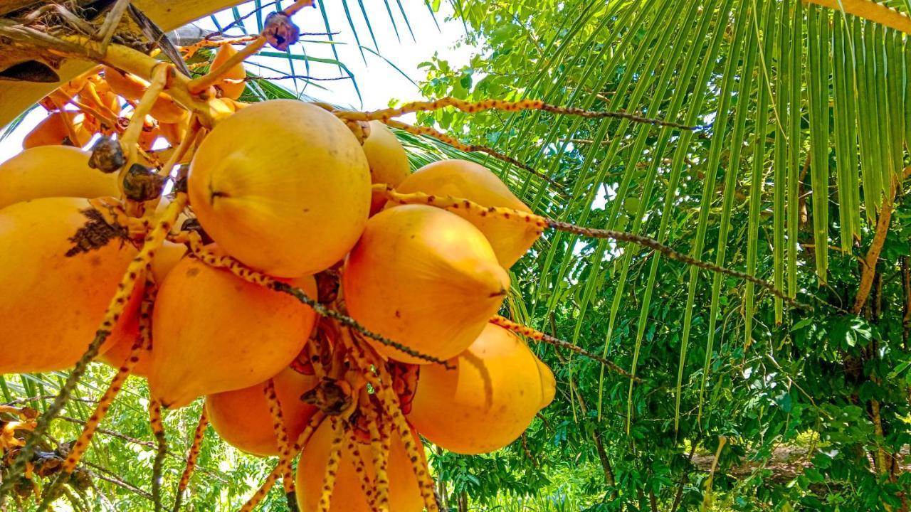 Ceylon Amigos Eco Resort สิกิริยา ภายนอก รูปภาพ